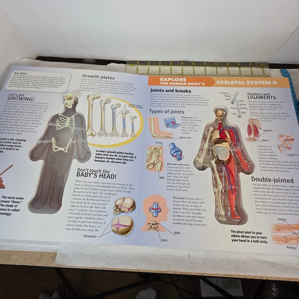 Explore The Human Body Luann Colombo 3D Model Interactive Science educational